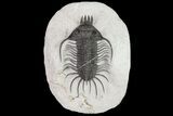 Spiny Quadrops Trilobite - Large For Species #69574-2